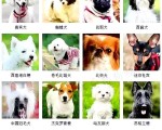 【供参考】178种狗狗品种大全，按体型、智商都是这么分_腾讯新闻
