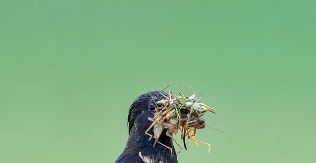 4000亿只蝗虫快速逼近中国!浙江曾派3万只鸭子灭蝗