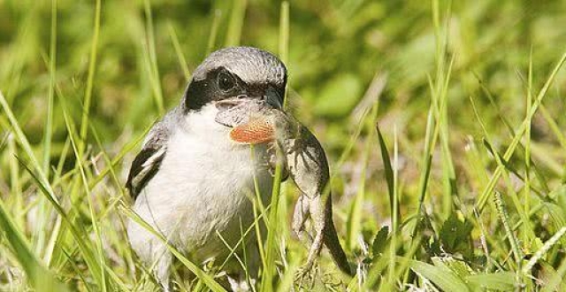 伯劳鸟——鸟中"屠夫" "鸟界最小老鹰"