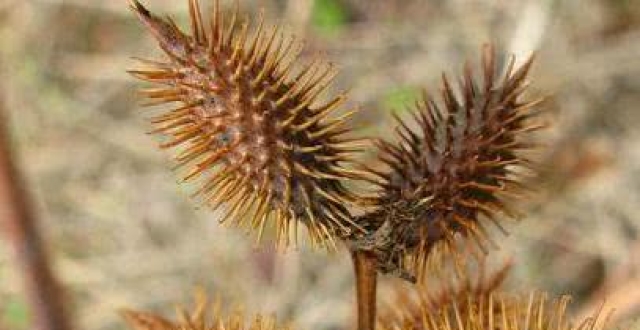 听到名字就害怕,人称"鬼圪针",殊不知还能卖钱?