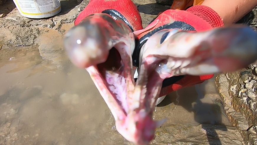 大熊带兄弟赶海一起抽水坑,抓获长着利齿的大海货,不敢下手抓