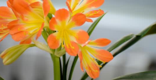 橙色风信子花语(风信子花什么颜色)