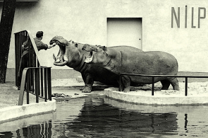 二战后的德国柏林，毁于战火的动物园，少数幸存下来的动物