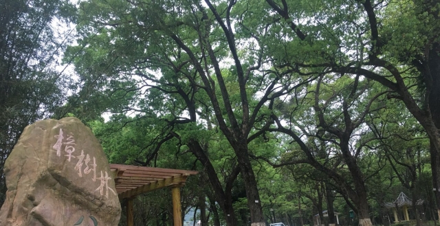 始兴这里有片百年古樟树林，被誉为“画里清化”上的明珠_腾讯新闻