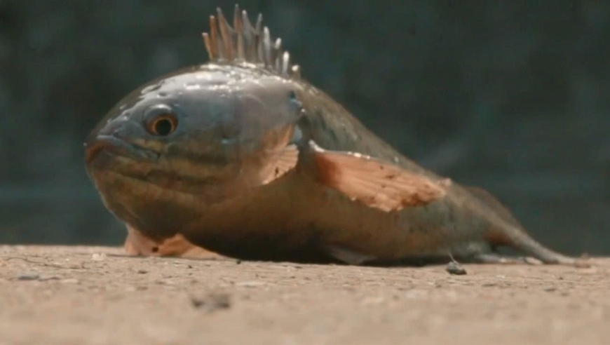 你见过会走路的鱼吗?