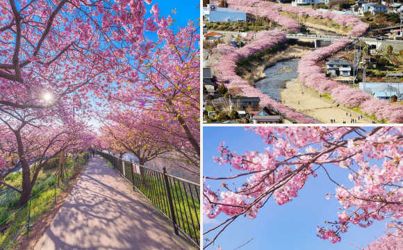 日本河津小镇8000棵樱花同时开放 美哭了