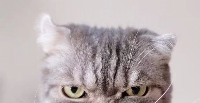 看看别人家的猫,再瞅瞅自己家的,简直没眼看