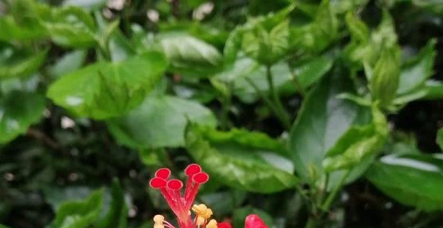 槿艳繁花满树红，开在路边的南宁市花朱瑾花，一样赏心悦目_腾讯新闻