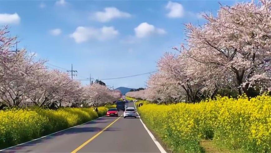 为防止游客聚集 韩国江原道居民忍痛铲平油菜花海