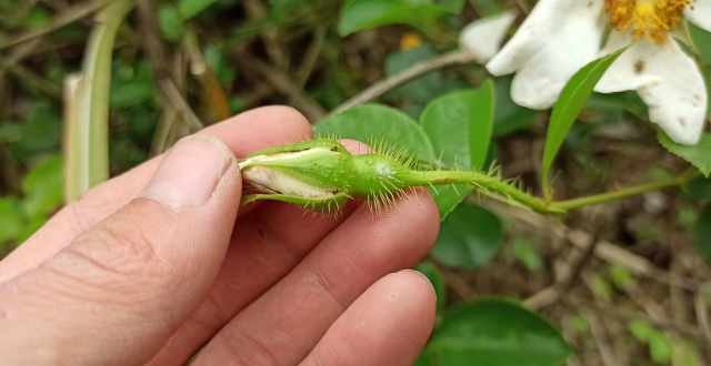 男人加油站的野生植物之一"糖罐籽",来认识下