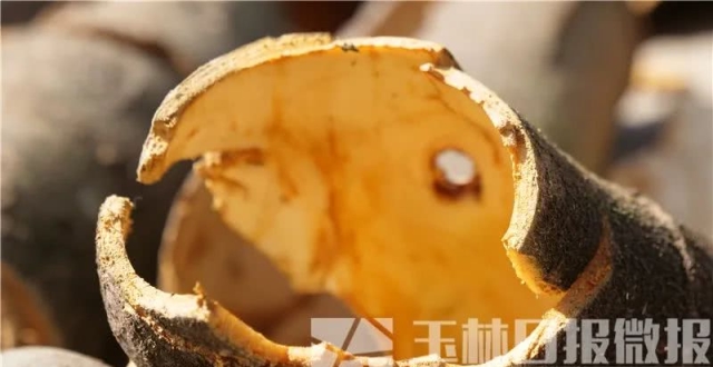 这段时间，容县这个村的村民纷纷上山给树剥皮，怎么回事？_腾讯新闻