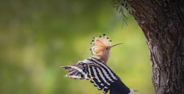 在农村戴胜鸟又被称为"棺材鸟",为何它们身上总是臭臭的?
