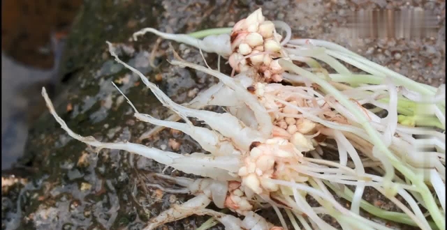 农村这种野草的果实晶莹剔透,俗称"水晶萝卜",你有见过吗