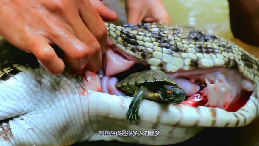 鳄鱼惨遭男子剥肚,不料它从鳄鱼肚子爬出,镜头记录下神奇的一幕