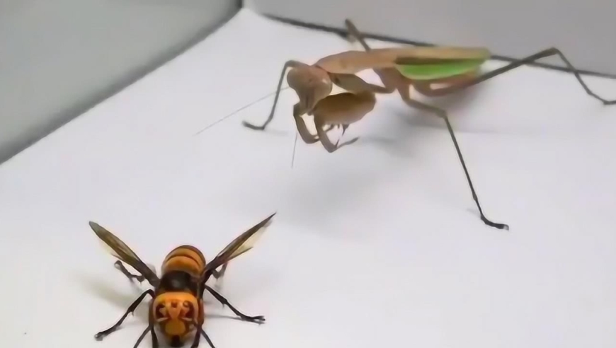 螳螂捕杀大黄蜂 速度之快令人惊叹