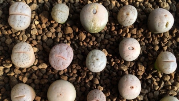 ����һ���Сʯͷ���ͣ�������쿪ʼ����һ��ѧ����