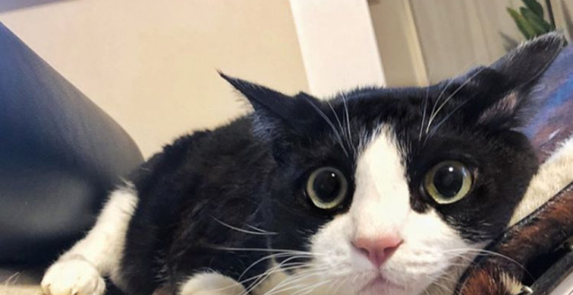 日本一奶牛猫重约斤 7年体重翻了12倍 爱吃人食还懒得玩游戏