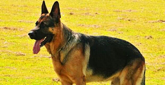 世界上四种最忠诚的狗 中华田园犬上榜 哪一种是你的最爱