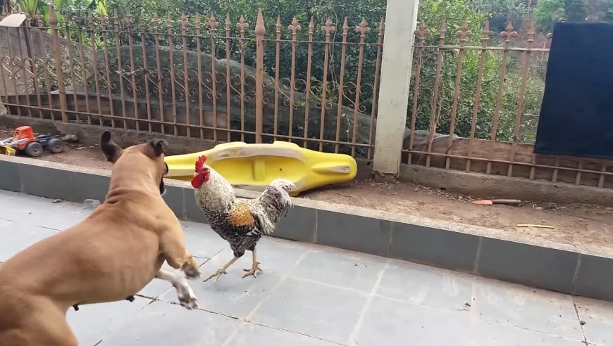 搞笑视频,狗和鸡斗了起来