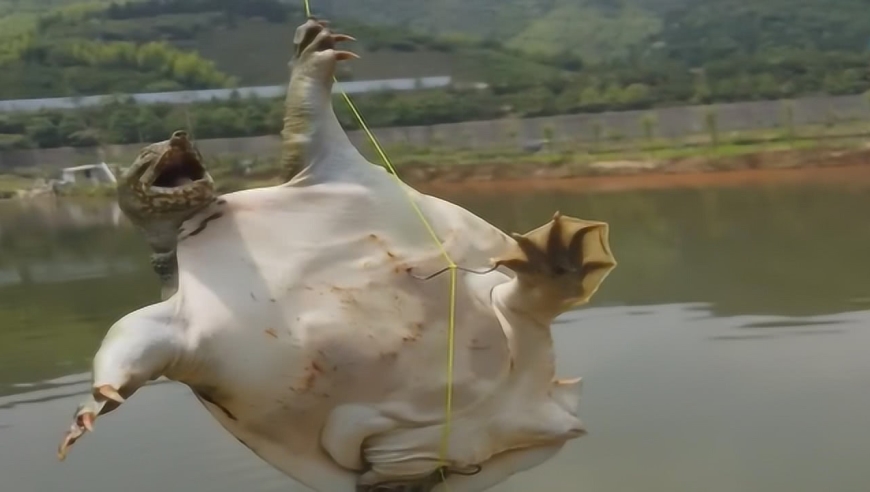 民间高手来大山里打甲鱼,结果意外捕获一只残疾甲鱼,外壳都被咬出个