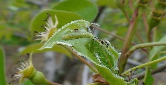 啃食猕猴桃树干,造成树体
