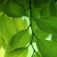 你不知道的历史:北京故宫是越南人建的!