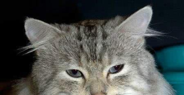 源于1960年代的美国,具有独特的外貌,喜欢藏匿闪亮的饰品