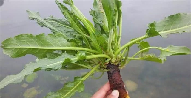 农民叫它"假菠菜",看似不起眼,根部价值却超人参,你认识吗?