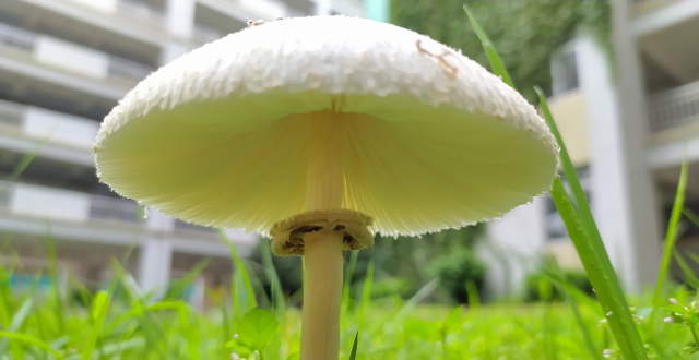 里的小蘑菇草地里的大白蘑菇,请勿采摘做菜吃,可能有毒今遇茶花凤仙花