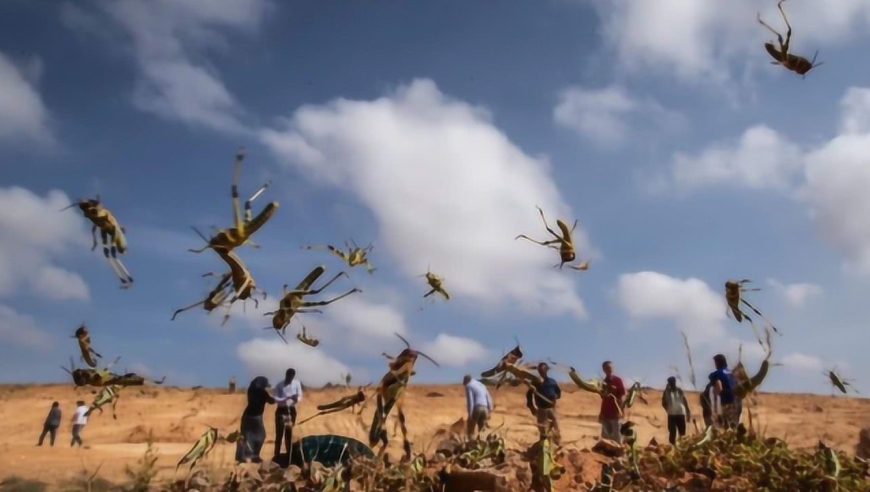 印度遭遇27年来最严重蝗灾,古人的治蝗经验能治理这次的蝗灾吗?