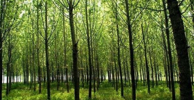 林业专业术语：“单层林”“复层林和萌芽林”_腾讯新闻
