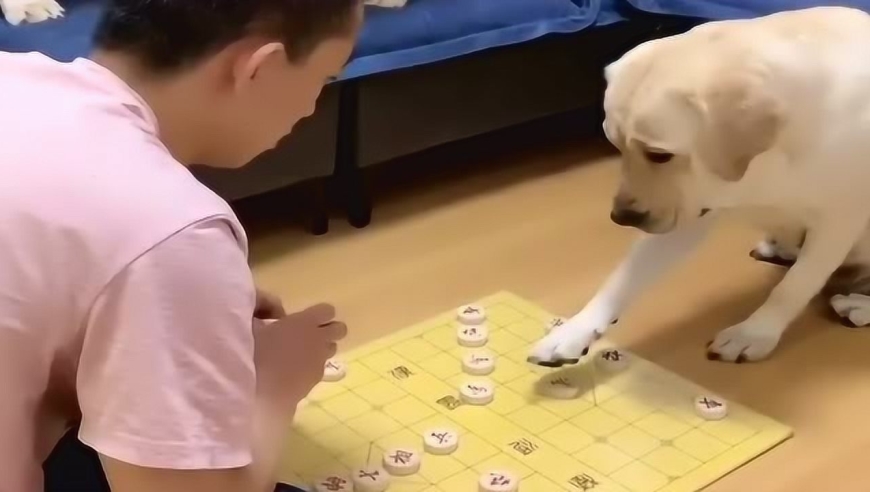 狗子还会下象棋?成精了吗,太好玩了
