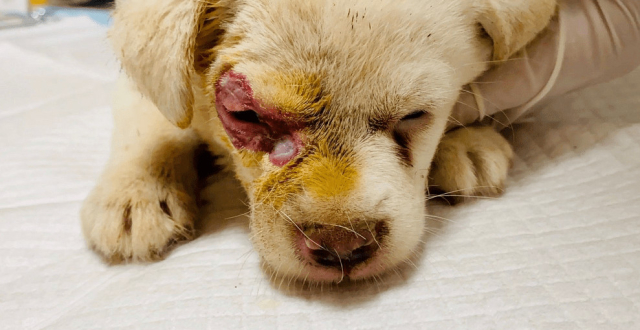 多只猫被502灼伤,凄厉惨叫,家有爱宠请看好你的熊孩子!