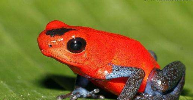 原始森林的血色青蛙,喷射的毒液堪比硫酸!