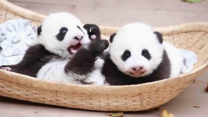大熊猫双胞胎顺顺溜溜病亡:出生仅7个月 严重过敏致多器官衰竭