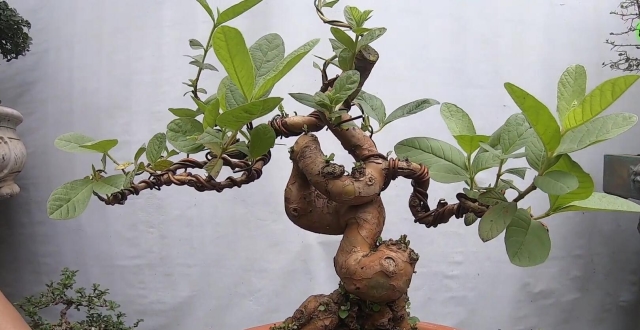 百民盆景最新文章