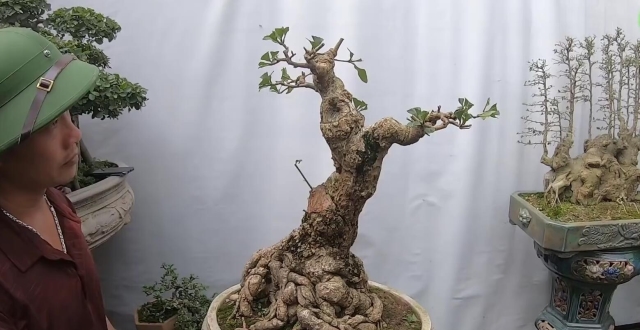 百民盆景最新文章