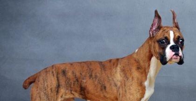 狗断尾到底有没有好处,看完这些你可能会改变自己的想法