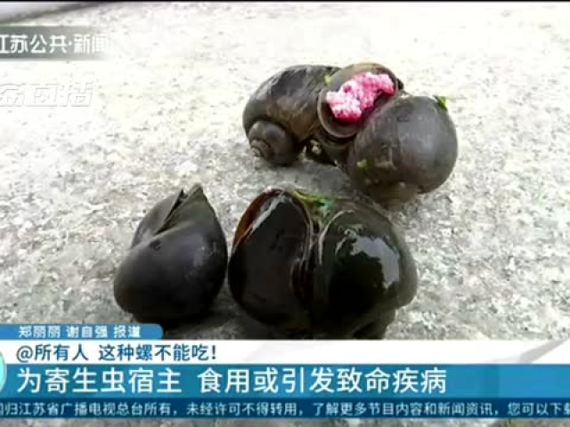 南京护城河惊现福寿螺这种螺吃了可致命