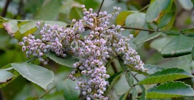 长满盐巴的树,果肉里面都是虫子,山上到处都是,却能卖十元一斤