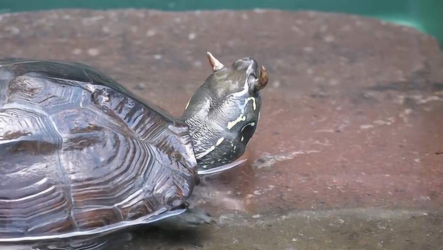 神奇!日本静冈动物园展出罕见"双角龟" 号称世上仅此一只