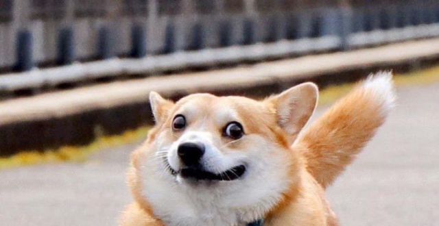 这个来自日本的柯基犬,其堪比doge的表情包,让人看了就笑得不行