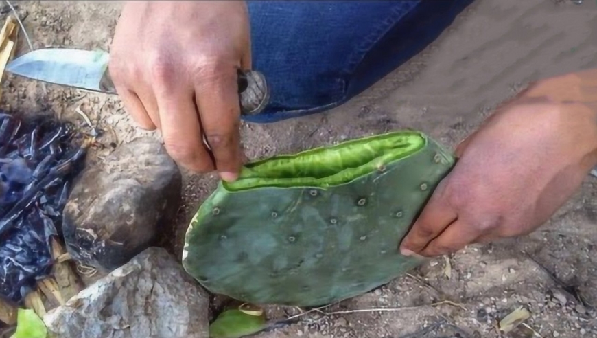 如何才能在"沙漠"中快速取水?老外切开仙人掌,结果太赞了!