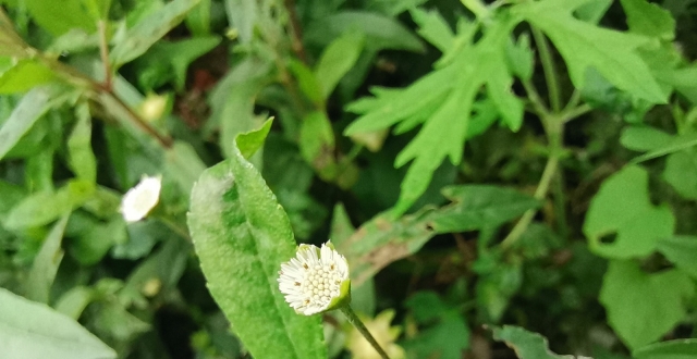 图说系列3:白花磨蜞草,早莲草.养肝益肾,凉血止血药