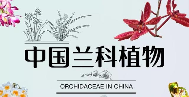 中国兰科植物-药用篇_腾讯新闻