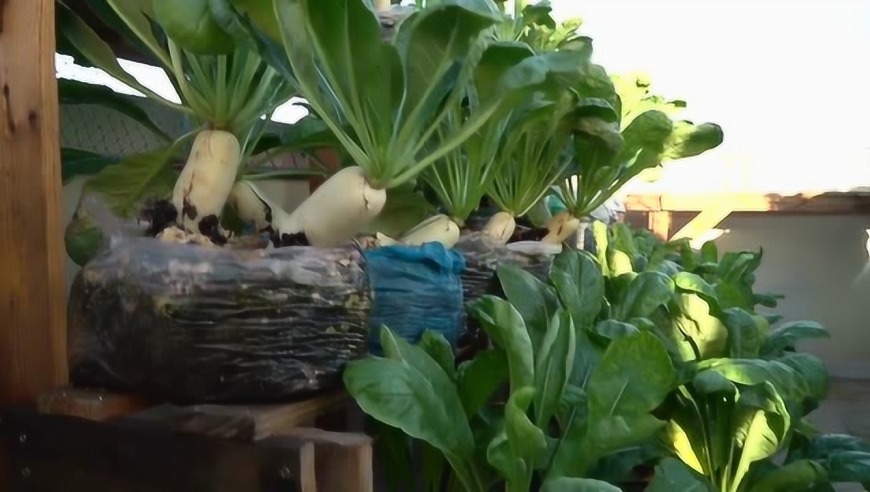 在家种菜自给自足,用塑料袋种植萝卜,60天就能收获,根本吃不完