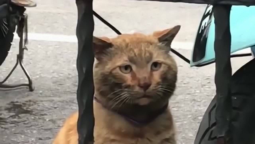 在小区门外偶遇一只流浪猫,灰头土脸的,看脸上的小表情委屈极了!