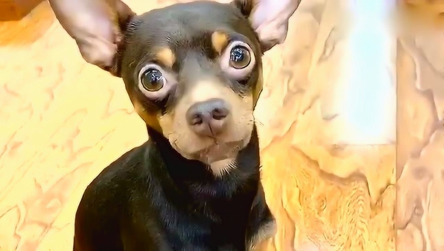 鹿犬啵啵乐打针回来跟女主人抱怨,太逗了!