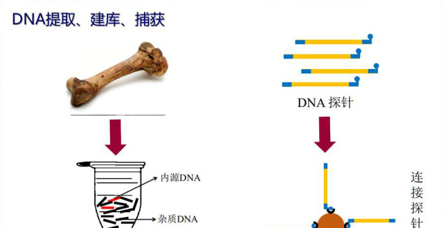 付巧妹：用古DNA研究探源中华文明_腾讯新闻