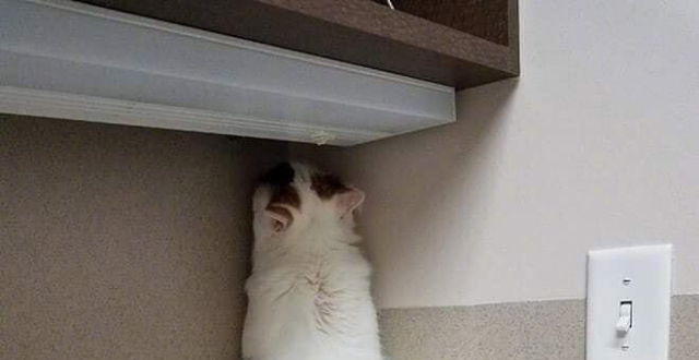 猫咪最怕去医院,这就是它狼狈的样子